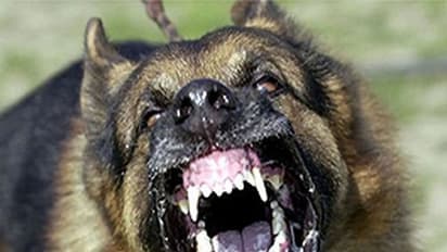 Bengaluru: Mauled by 10 dogs, six-year-old battles for life