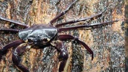 ಕೊಡಗಿನಲ್ಲಿ ಜೋರು ಕಾಕಡ ಏಡಿ ಸಾರು