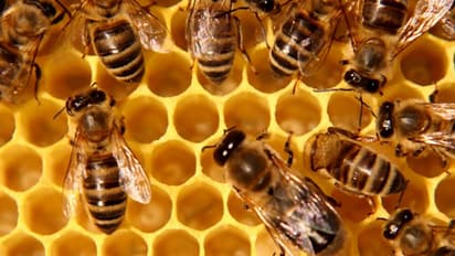 মাধ্যমিক পরীক্ষা দিতে গিয়ে মৌমাছির কামড়, জখম বেশ কয়েকজন পড়ুয়া