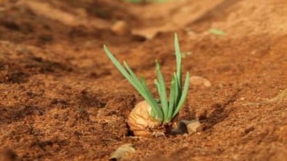 சின்ன வெங்காயத்தை இப்படியும் எளிதாக சாகுபடி செய்யலாம்...