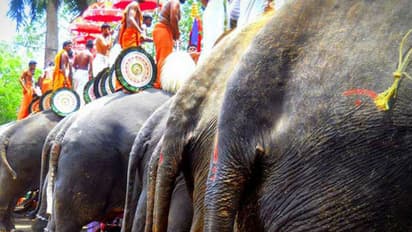 Elephants tortured at Thrissur Pooram?