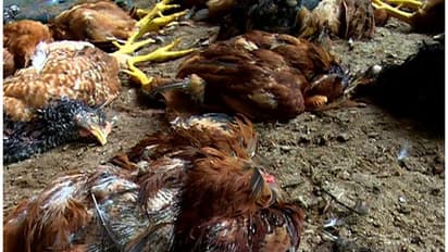 പത്തനംതിട്ടയില് അജ്ഞാത ജീവിയുടെ ആക്രമണം; നാട്ടുകാര് ഭീതിയില്