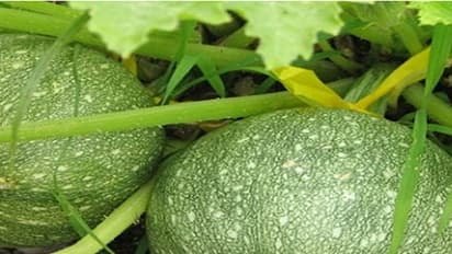 ಚೀನೀಕಾಯಿ ಸೇವಿಸಿ ಆರೋಗ್ಯ ಪಡೆಯಿರಿ