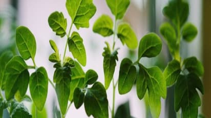 இந்த இரண்டு முறையிலும் கூட விவசாயிகள் உரச் செலவை குறைக்கலாம்...