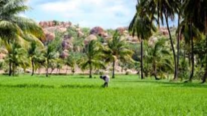 நெற்பயிரில் அதிக மகசூல் பெற இந்த வளர்ச்சி ஊக்கிகளை பயன்படுத்தலாம்...