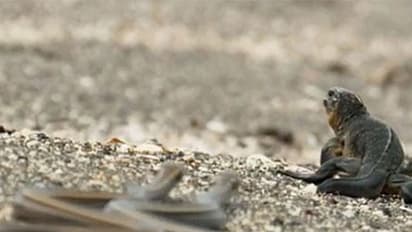 ಹಾವುಗಳು ಗುಂಪಾಗಿ ಬೇಟೆಯಾಡುವುದನ್ನು ಎಂದಾದರು ನೋಡಿದ್ದಿರಾ..?