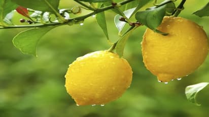 காலையில் மகிழ்ச்சியான மனநிலையை பெற, இரவு எலுமிச்சை துண்டை அருகில் வைத்து தூங்குங்கள்…