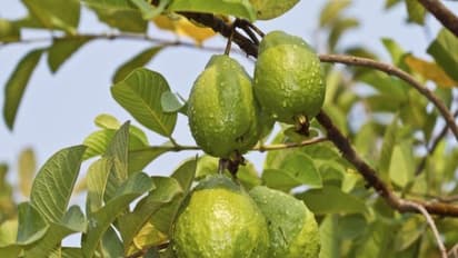 கொய்யா சாகுபடிக்கு நிலத்தை எப்படி தயார் செய்யணும்? முழு தகவலும் உள்ளே...