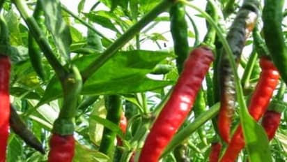 மிளகாயில் பழ அழுகலை என்ன பண்ணலாம்…