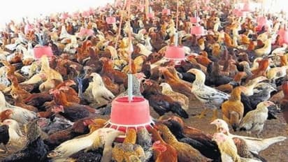 தன்மரபு கோழி காலரா நோயை எவ்வாறு தடுப்பது? இதை வாசிங்க…