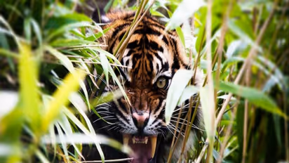 Decision to send back tigress Sundari to Bandhavgarh National Park still on hold