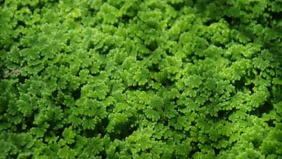 அசோலாவை கால்நடைகளுக்கு இப்படிதான் பயன்படுத்தணும்...