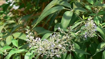 பயிர்களை தாக்கும் பூச்சிகளுக்கு இந்த இலை, தழைகளை கண்டால் பிடிக்காது...