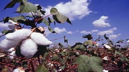 கோடையில் பருத்தியை தாக்கி அதிக சேதத்தை ஏற்படுத்தும் ஒரு பூச்சிதான் “தண்டுக் கூன்வண்டு”…