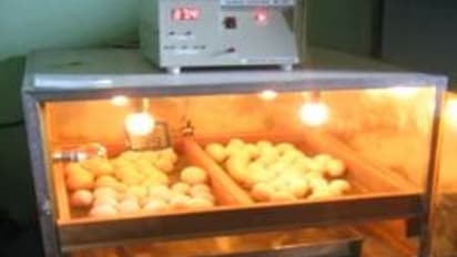 கோழிகளை அடைகாக்க உதவும் உபகரணங்கள் பற்றி ஒரு பார்வை...