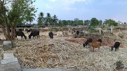 BIG IMPACT | ಮೇವುಹಗರಣ: 127 ಅಧಿಕಾರಿಗಳಿಗೆ ಲೋಕಾಯುಕ್ತ ನೋಟಿಸ್