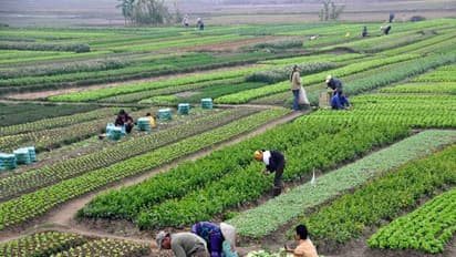 ಸಾಲಮನ್ನಾ ಕೃಷಿ ವ್ಯವಸ್ಥೆಯನ್ನು ಸಬಲಗೊಳಿಸುತ್ತಾ?: ಓದಿ, ಓದಿಸಿ!