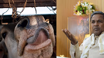 This is Karnataka government’s reaction on ban on cow slaughter