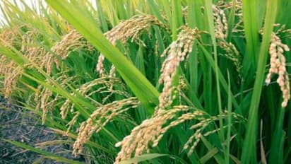 விதை நெல்மணிகளை பாதுகாத்து வைக்க இந்த முறை சிறப்பானது…