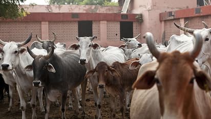 ದೇವಸ್ಥಾನದ 5 ಕಿ.ಮೀ ವ್ಯಾಪ್ತಿಯೊಳಗೆ ಗೋ ಮಾಂಸ ನಿಷೇಧ; ಸಂರಕ್ಷಣಾ ಮಸೂದೆ ಮಂಡನೆ!