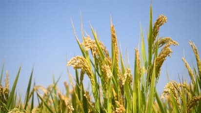 நெற்பயிரை பரவலாக தாக்கும் ஆனைக்கொம்பன் பெரும் சேதத்தை ஏற்படுத்தும்...