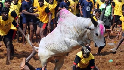 ಜಲ್ಲಿಕಟ್ಟುಗೆ ಆರಂಭದಲ್ಲೇ ವಿಘ್ನ: ಬಿತ್ತು 2 ಹೆಣ