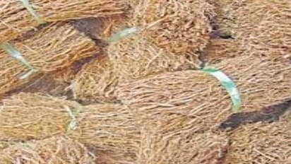 நேரடியாக சூரிய ஒளியில் பருத்தியை உலர்த்தக்கூடாது. ஏன் தெரியுமா?