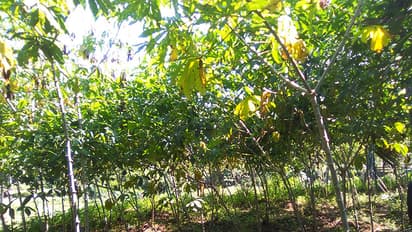 കപ്പ റിട്ടേണ്‍സ് @ കാസർകോട്