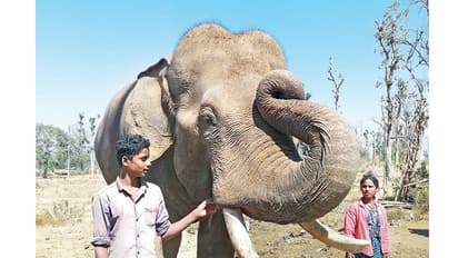 ದುಬಾರೆ ಬಿಡಲೊಲ್ಲದೆ ಕಣ್ಣೀರಿಟ್ಟ ಆನೆಯ ಆತ್ಮಕಥೆ