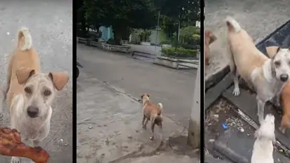 Viral video: Mama dog brings back food for its puppies