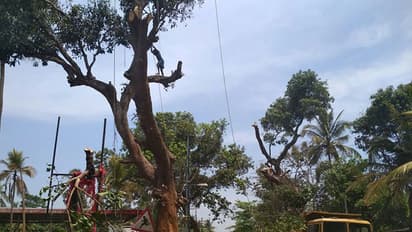 വികസനത്തിന്റെ പേരില് പാതയോരത്തെ തണല്മരങ്ങള് മുറിച്ചുമാറ്റുന്നു