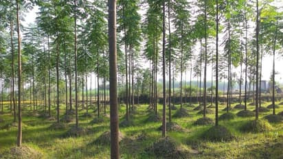 குமிழ் மர சாகுபடியில் நாற்றங்கால் பராமரிப்பு முறைகள் இதோ...