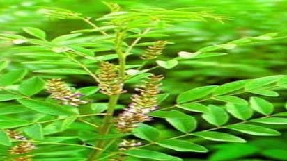 சர்வதேச மருத்துவ மூலிகை “அதிமதுரம்”…