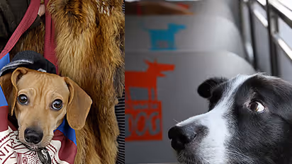 Karnataka: Now, take your dogs, cats, birds to accompany you in this KSRTC bus