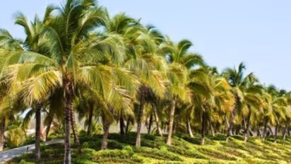 தென்னையைத் தாக்கும் குருத்தழுகல் நோயை எப்படி கட்டுப்படுத்தலாம்/