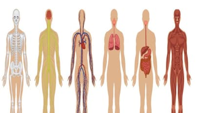 மனித உடலைப் பற்றிய இந்த தகவல்கள் உங்களை நிச்சயம் ஆச்சரியப்படுத்தும்…