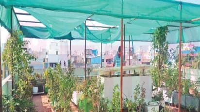 வீட்டுத் தோட்டங்களை பராமரிக்க வித்தியாசமான வழிகள் உங்களுக்காக இதோ...