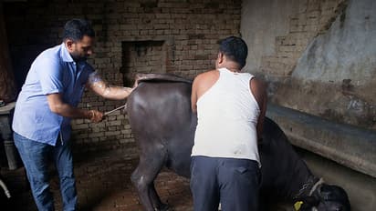 ಪಶು ವೈದ್ಯಕೀಯ ಇಲಾಖೆಗೆ ಸಿಬ್ಬಂದಿ ಕೊರತೆ..!