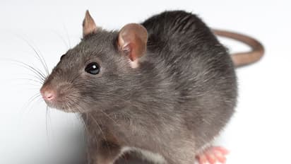 എലിയെപ്പേടിച്ച് വീടുവിട്ടിറങ്ങി ഒരു കുടുബം!