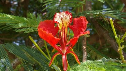 செங்கொன்றையை இப்படியெல்லாம் பயன்படுத்தி இந்த பிரச்சனைகளை எல்லாம் குணமாக்கலாம்...