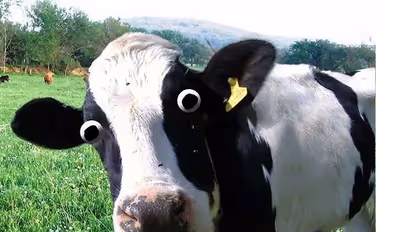 The arrest, release and re-arrest drama of 36 cows