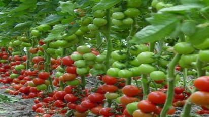 எவ்வளவு காய்கறிகள் இருந்தாலும் கொடித்தக்காளி தர லாபம் வேற லெவல்…