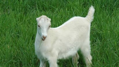 ஆடுகளின் வயதை பார்த்தவுடனே கண்டுபிடிப்பது எப்படி?