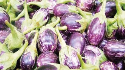 கத்தரி சாகுபடியில் அதிக லாபத்தை பெற இதை செய்தாலே போதும்...