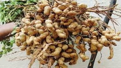 நிலக்கடலை பயிரை இரவில் மட்டும் தாக்கும் “புரோடினியா புழுக்கள்”…