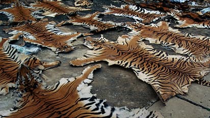 Cows come to rescue of Karnataka's 'tiger poachers'