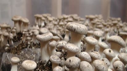 காளாண் வளர்ப்பு பற்றி முழு அலசல் - அறுவடை, வருமானம் அனைத்து தகவலும் உள்ளே...