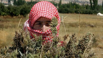 Andhra Pradesh: Ganja worth Rs 7 crore burnt