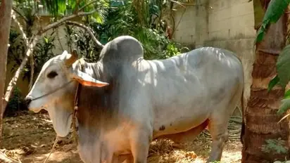 Muzaffarnagar: 8 injured in clashes after bull damages standing crop