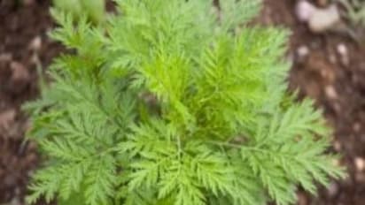 மரிக்கொழுந்தில் இருந்து வாசனை எண்ணெய் எவ்வாறு எடுக்கப்படுகிறது?